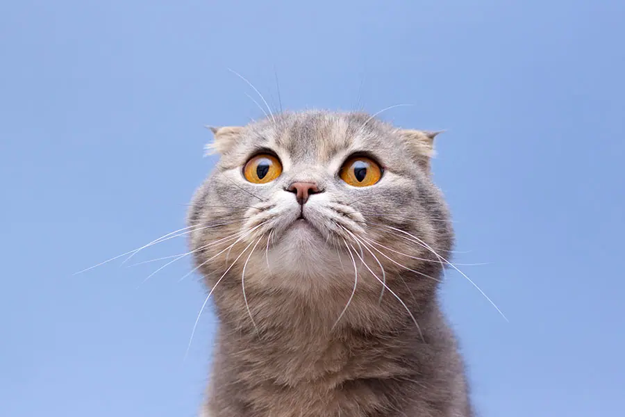 Tails of Surprise: Unearthing Hidden Gems in the Pet Shop Gift